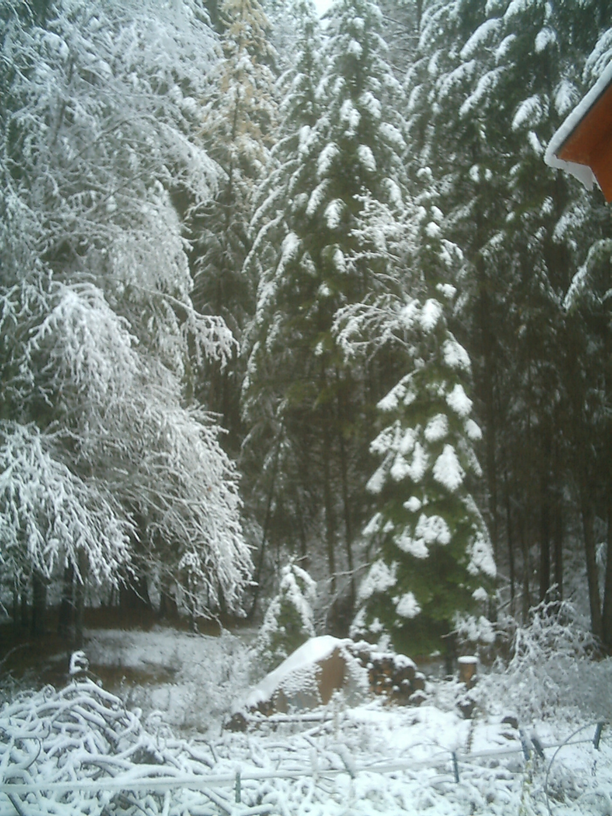 [1st+Snow+-+FrontYard.JPG]