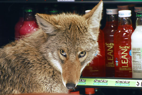 [Chicago+coyote+at+Quiznos.jpg]