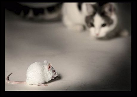 [gato+raton.jpg]
