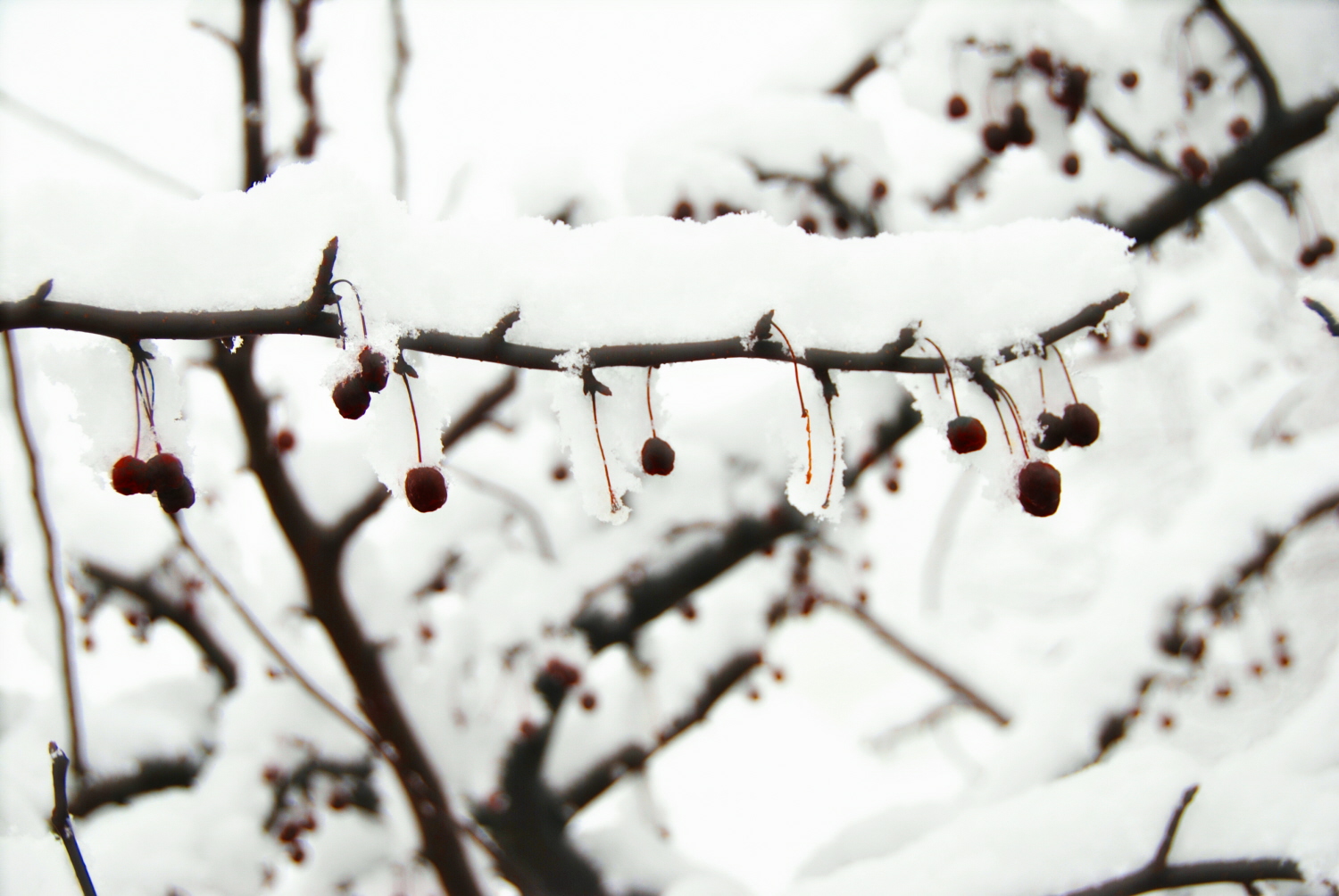 [RSberries+in+the+snow.jpg]