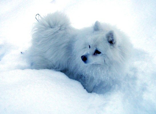 [Snow_dog_by_killerqueen.jpg]