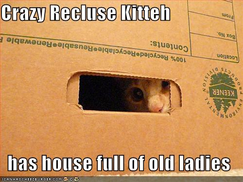 [funny-pictures-crazy-recluse-cat.jpg]