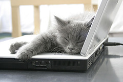 [kucing+tido+kat+laptop.jpg]