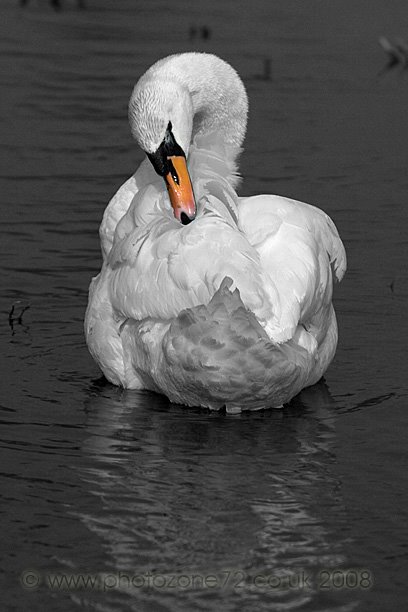 [2211+Swan.jpg]
