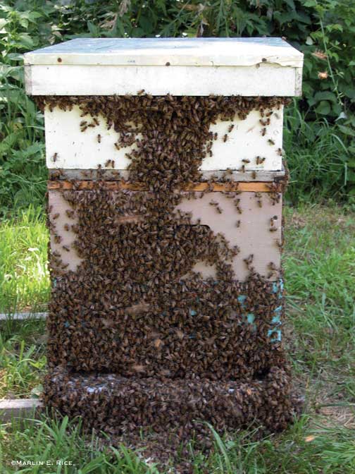 [honey-bee-hive.jpg]