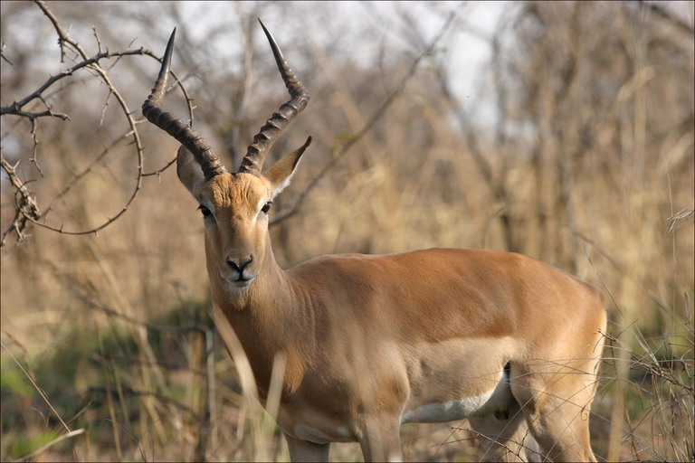 [male-antelope.jpg]