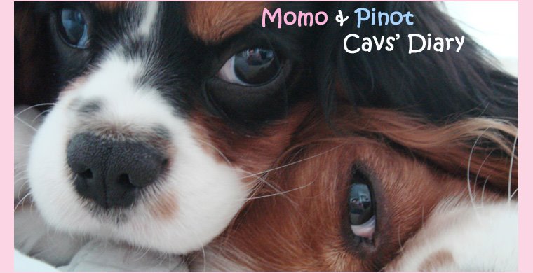 Momo & Pinot - The Cav's Diary (JP) Copyright 2009 -- On Break since May 2007 :D