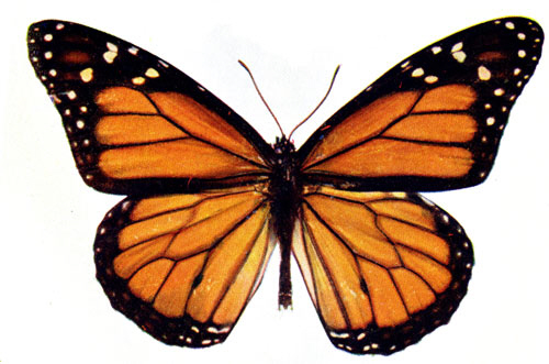 [monarch-butterfly.jpg]