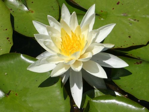 [water-lily.jpg]