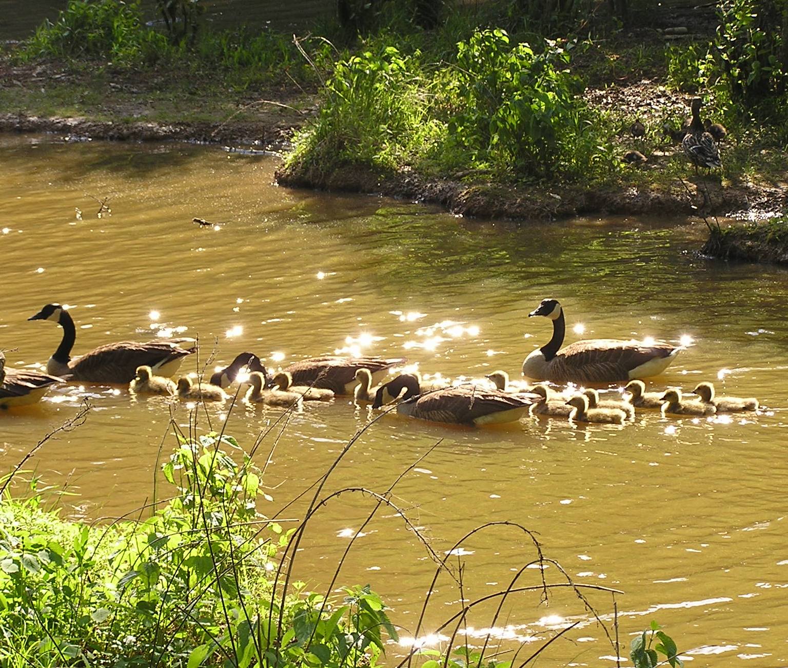 [Geese+Family+Outing.jpg]