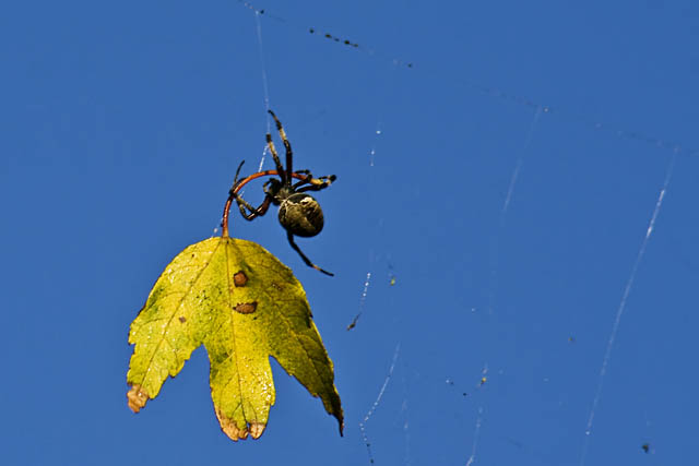 [Spider+and+Leaf+36+LDH_62936.jpg]