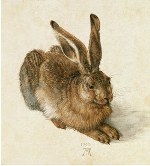 [young+hare+15021.jpg]