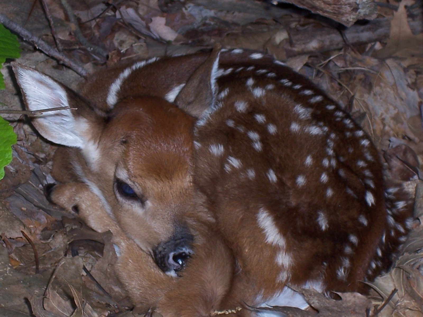 [Fawn+Pictures_00.jpg]