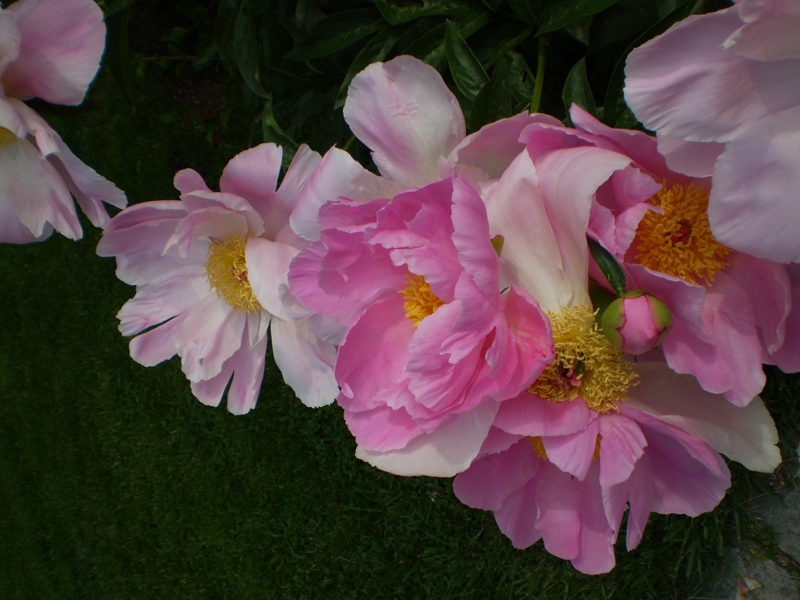 [pinkflower2.jpg]