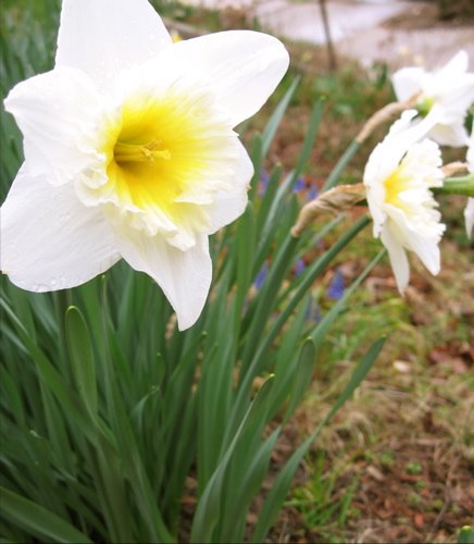 [Daffodil2.JPG]