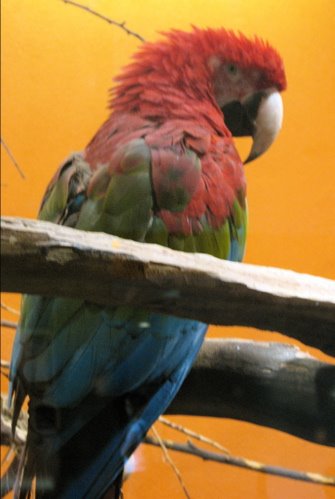 [Macaw.JPG]