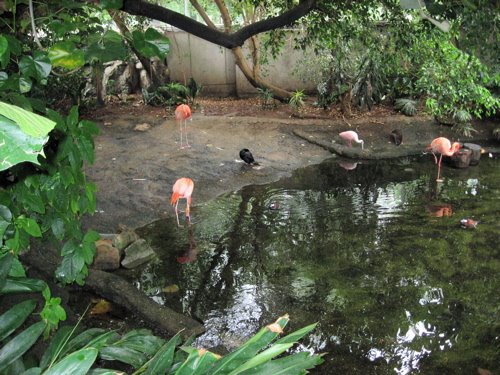 [Flamingos2.JPG]