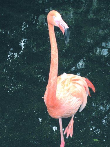 [Flamingo1.JPG]