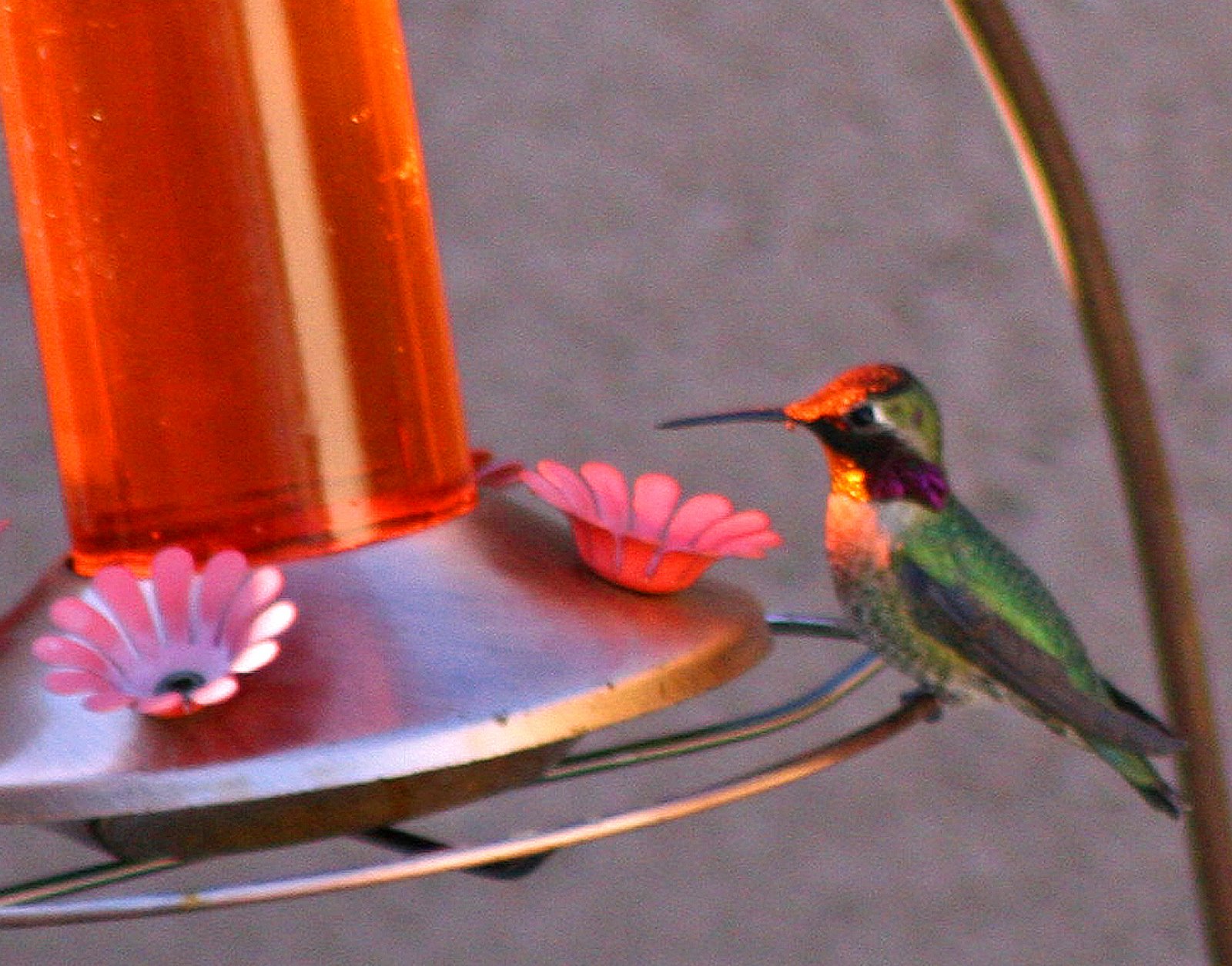 [hummingbird+118b.jpg]
