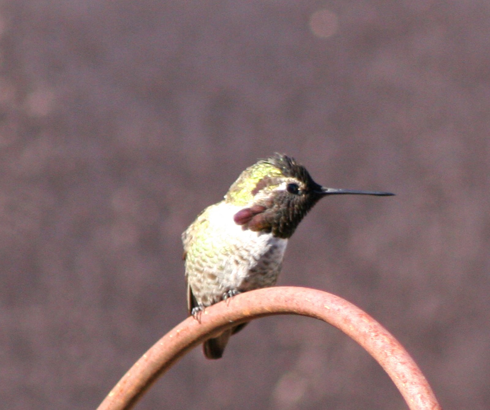 [hummingbird,+side+profile+CU.jpg]