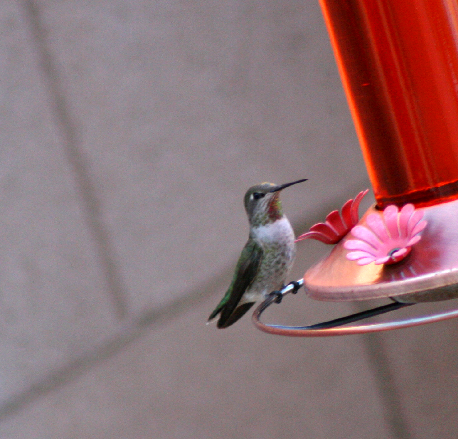[hummingbird+076b.jpg]