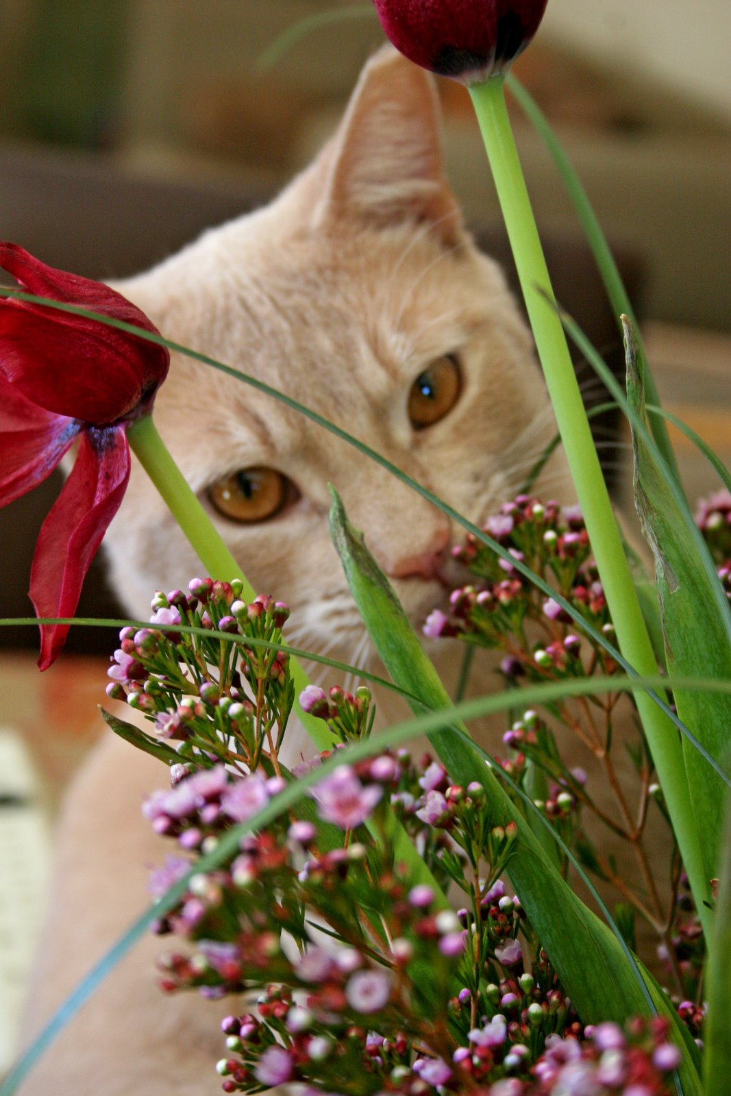 [Oliver+with+flowers+003b.jpg]