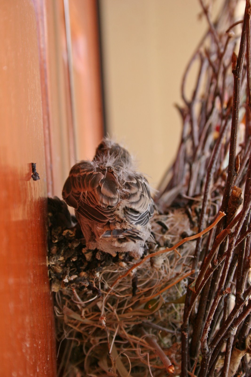 [Brids+nest+on+front+door+behind+wreath+c.jpg]