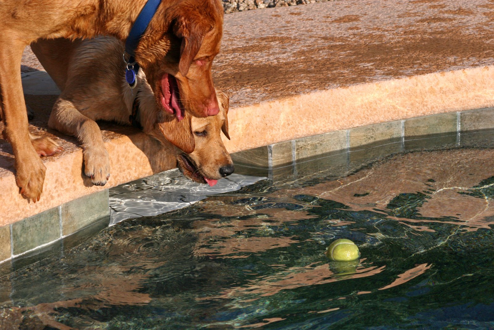 [Dogs+in+the+pool+034b.jpg]