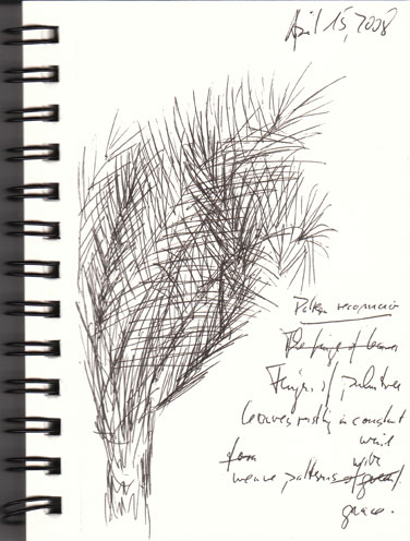 [palm-sketch-2008apr14.jpg]