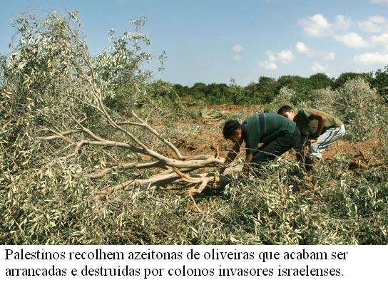 [gaza-olive-trees.jpg]