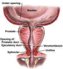 [prostate.jpg]