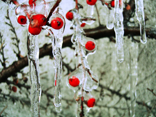[frozen+berries.JPG]
