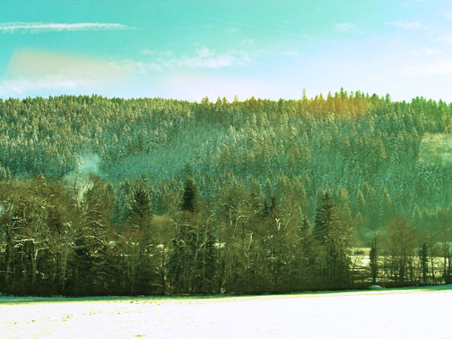 [snowy+forest.jpg]