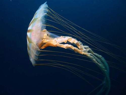 [jellyfish-chrysaora.jpg]
