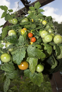[growing_tomatoes350x272.jpg]
