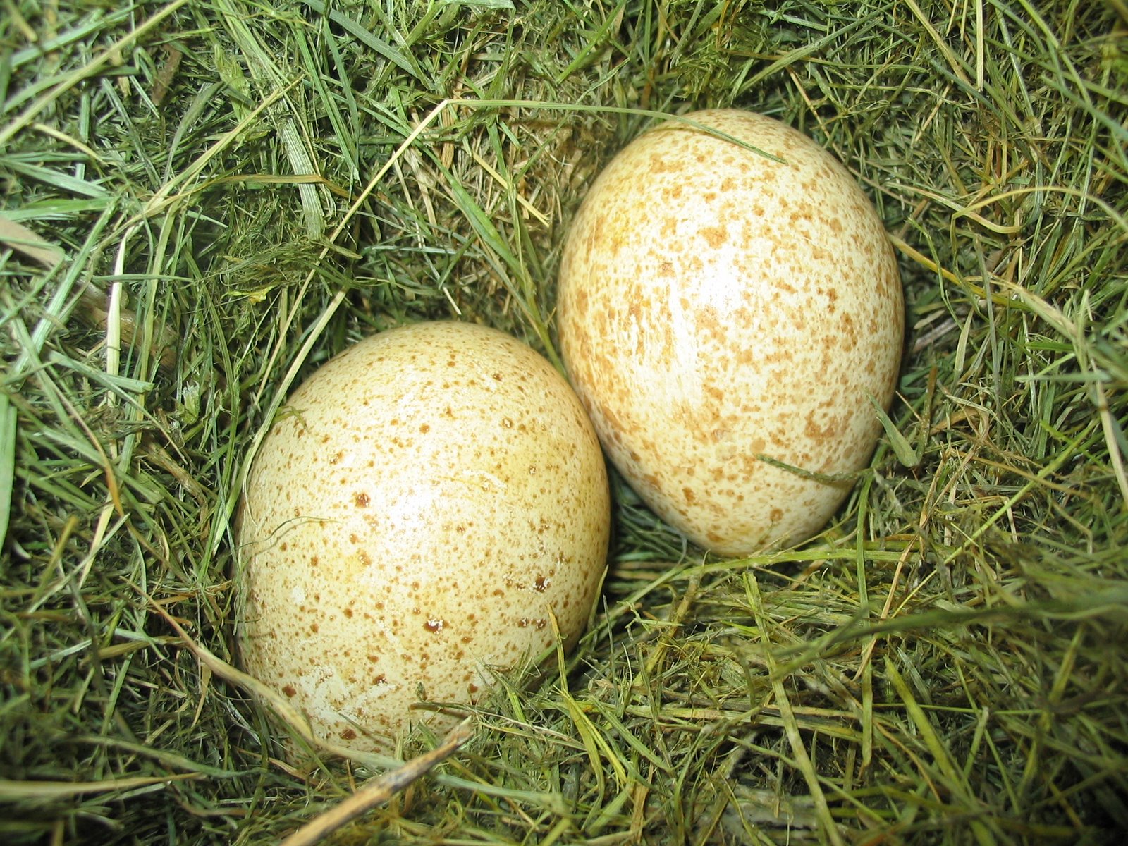 [Turkey+eggs.jpg]