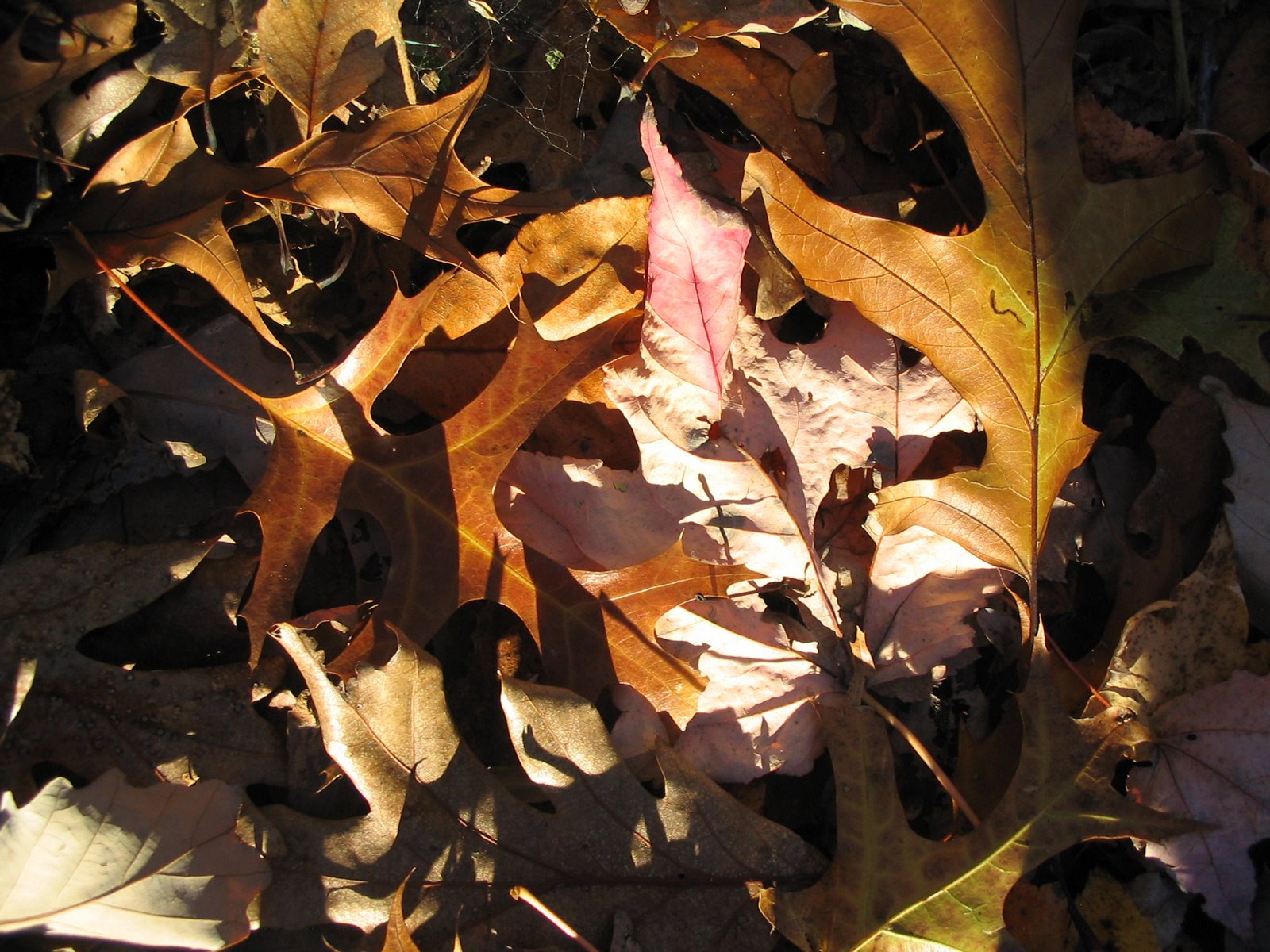 [Fall+leaves.jpg]