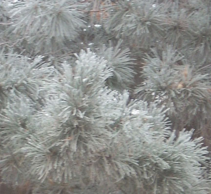 [frosted-tree.jpg]