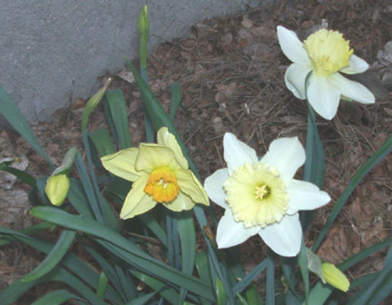 [daffodills2.jpg]