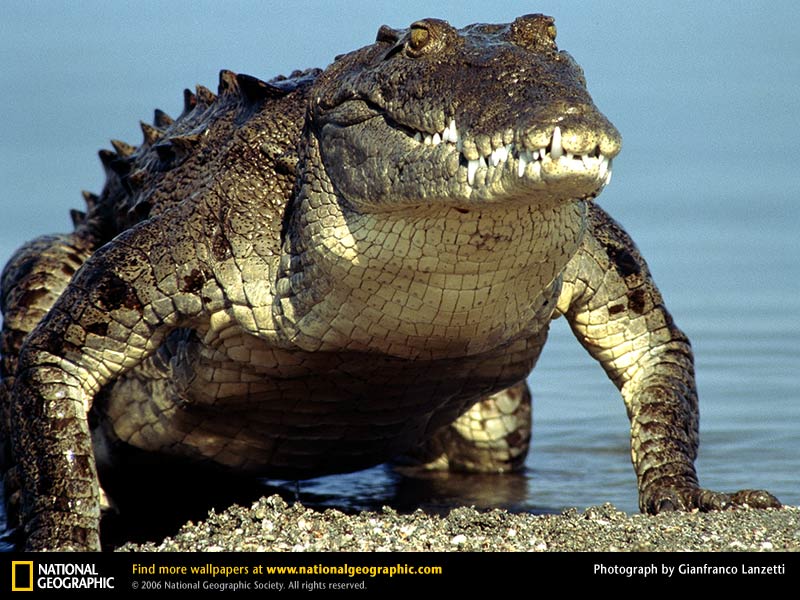[american-crocodile-emerging-water.jpg]