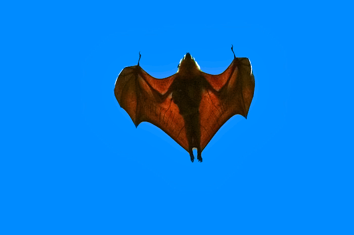 [flying_bat_new.jpg]