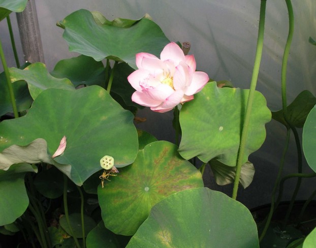 [p-03a+Lotus+flower.jpg]