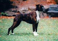 Boxer Breed Standard