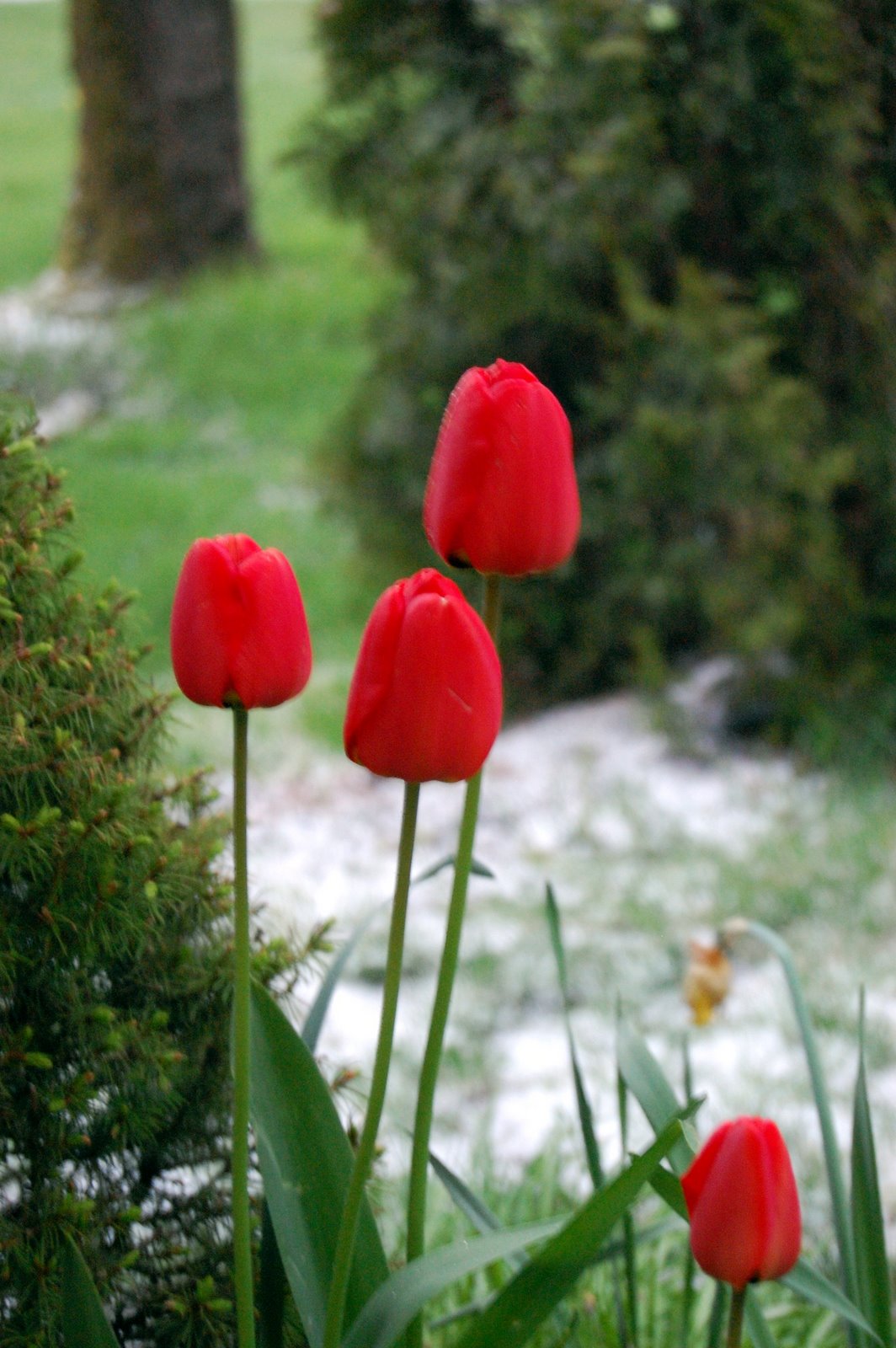 [tulips+in+snow.jpg]