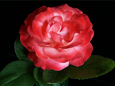 [rose+red_jbarnett.jpg]