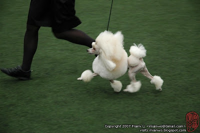 2/27/2007 | Toy group in shenzhen dogshow | Click to view more