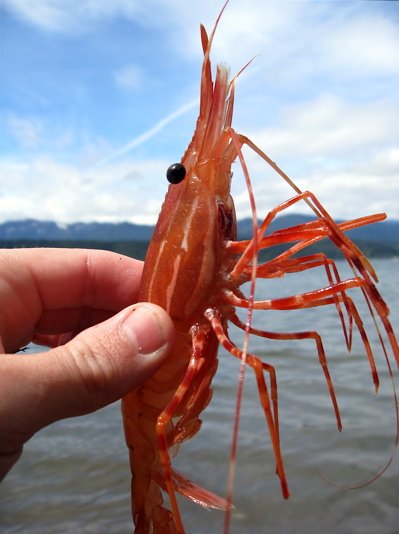 [shrimp2.jpg]