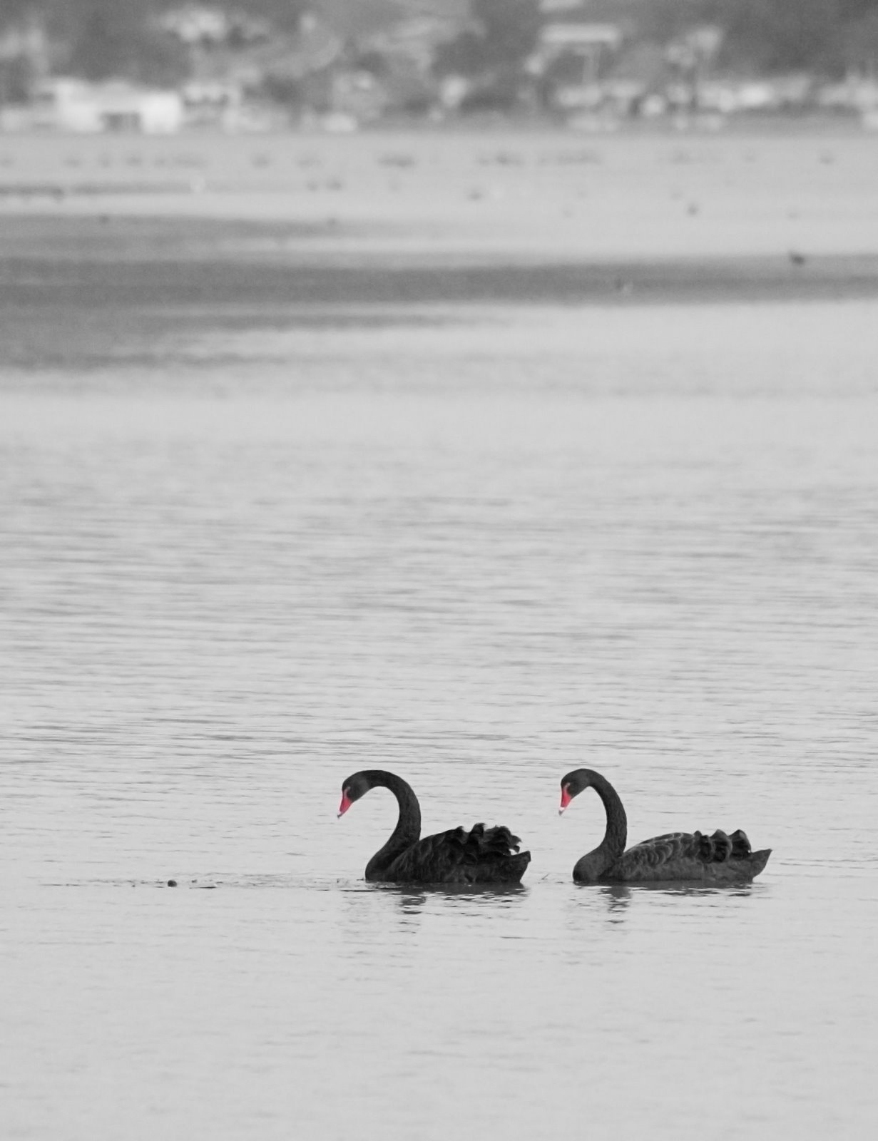 [black+swans.jpg]