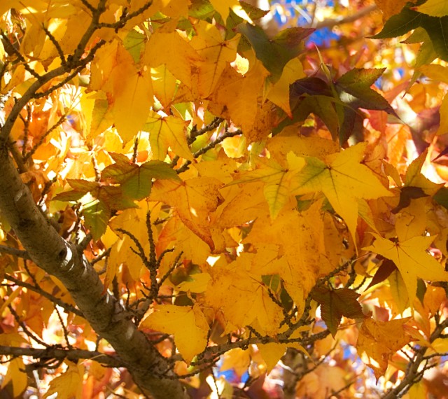 [autumn+colours+Large+Web+view.jpg]