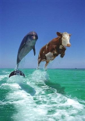 [Vaca+nadando.jpg]